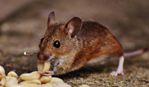 24 Hour & Emergency Exterminators in Town Center, NJ